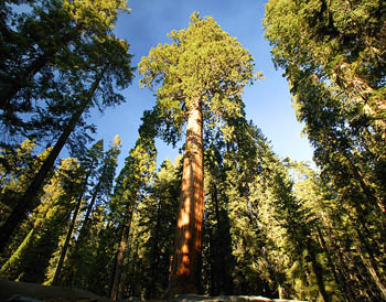 Árboles Sequoia
