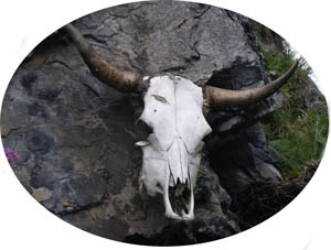cowhead cabeza de vaca