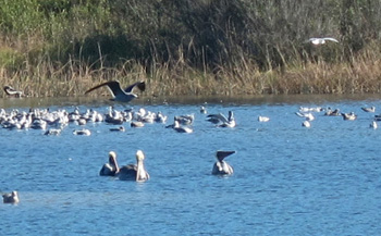 pelicans