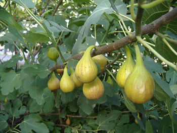 Figs on the branches of a fig tree