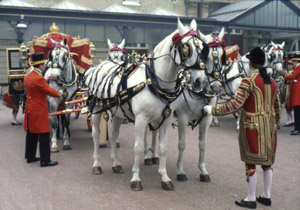 Sevants preparing the royal horses and carriage