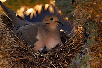 A dove on nest