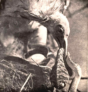 An Ibis eating a cobra