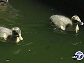 Two ducklings swimming