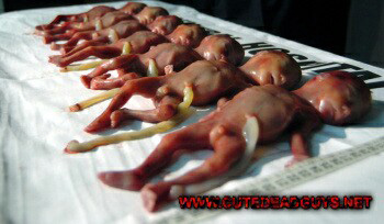 Row of abortions