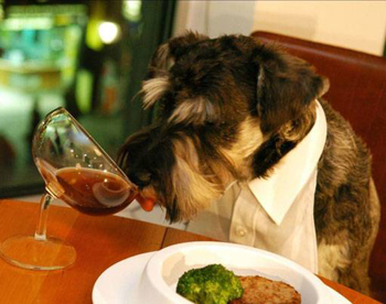 restaurant for dogs