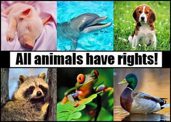 animal rights
