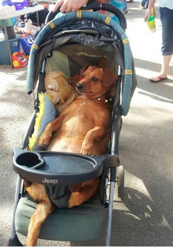 a dog in a childrens stroller