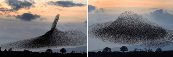 starlings rome