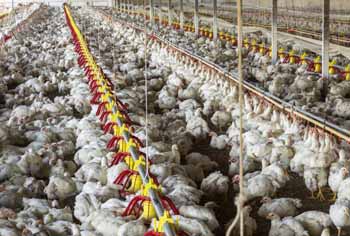 industrial poultry farm