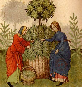 A medieval herb garden