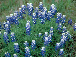 Bluebonnets