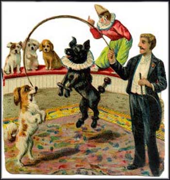 trained dog show