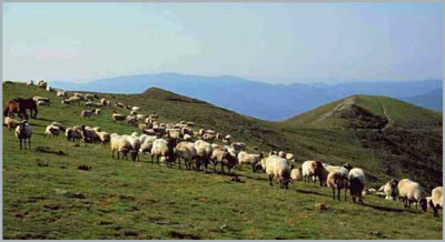 Roncal Sheep Column
