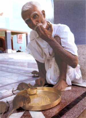 Hindu man shares food with rats