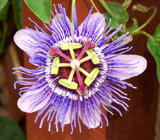 A purple passionflower