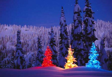 Three illuminated Christmas trees in a snowy forest