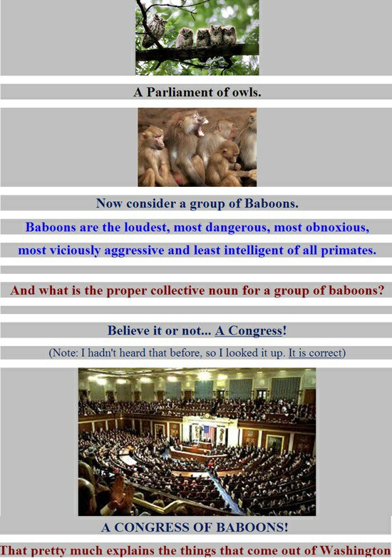 pictures depicting groups of owls, baboons, and congress