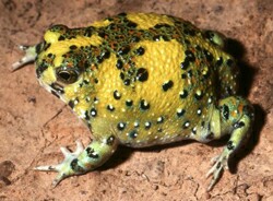 A photograph of the Passion Frog