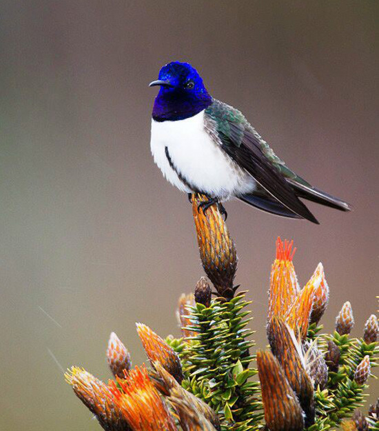 A photograph of a beautiful bird