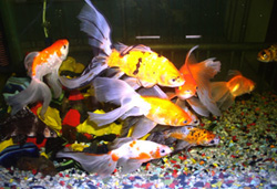 E_026_GoldFishs.jpg - 50381 Bytes