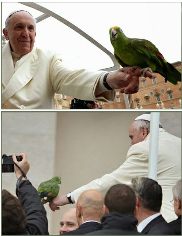 Pope &amp; parrot 2