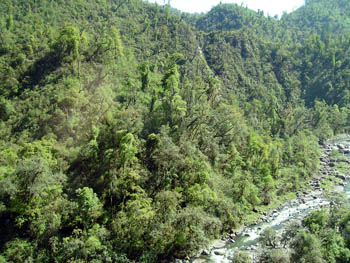 forests of tucaman