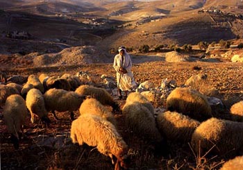 sheep shepherd