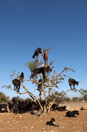 A withered tree with goats standing on its branches
