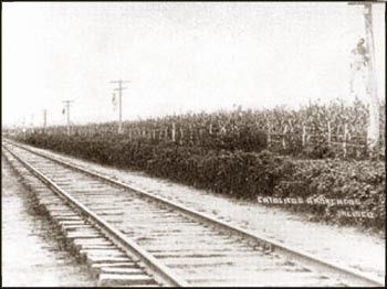 Cristeros hanging from telegraph poles