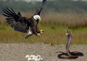Eagle against cobra