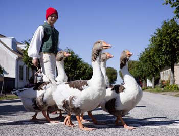 boy with geese