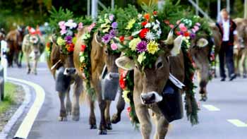 whitsun day cows