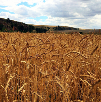 wheat fields of england