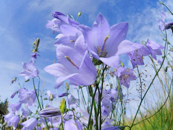 harebells