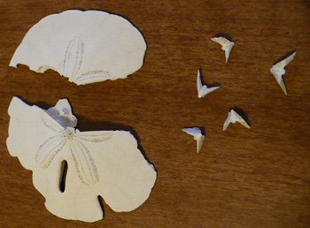 The Spiritual Meaning and Symbolism of the Sand Dollar - A-Z Animals