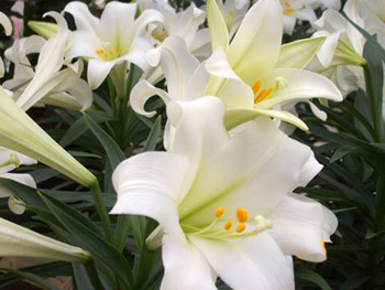 lilies