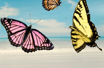 A picture of various butterflies