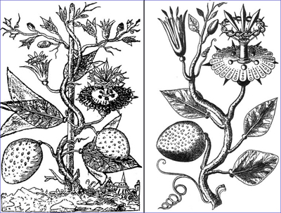 sketches of the Passion Flower