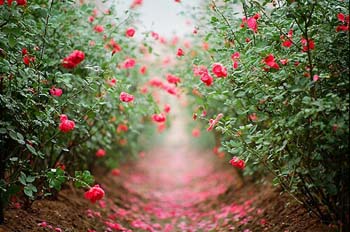 Path of roses