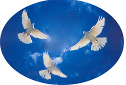 three doves