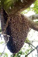 Bee hive 04