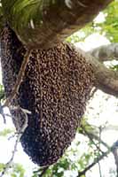 Bee hive 04