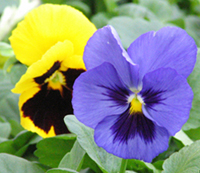 H018_Pansy.jpg - 67781 Bytes