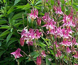 H020_columbine2.jpg - 47314 Bytes