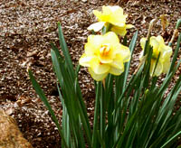 H017_daffodils.jpg - 38963 Bytes