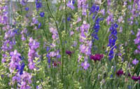 H020_larkspur.jpg - 30780 Bytes