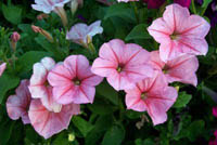 H020_petunia.jpg - 26869 Bytes