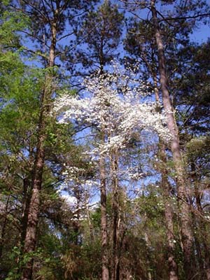 H034_wilddogwood_1.jpg - 67750 Bytes